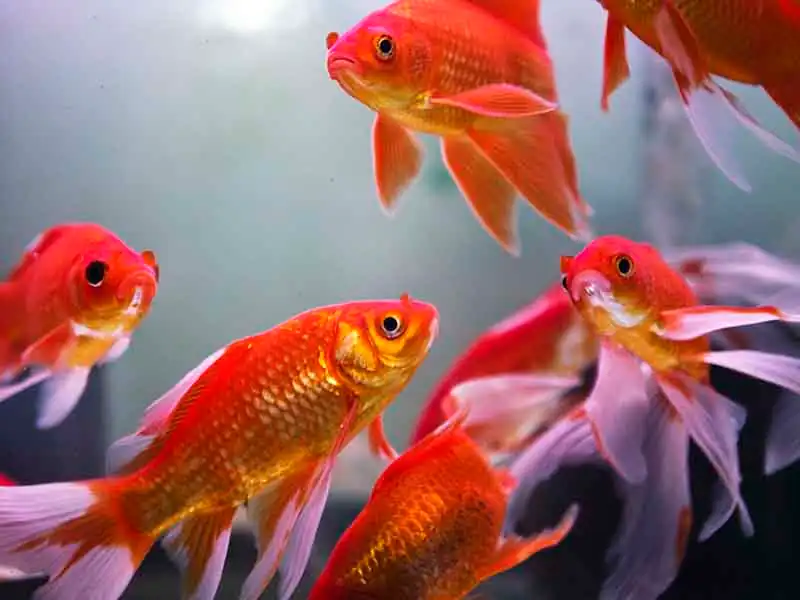 Fish as a Pet | Easy pet for Beginners 